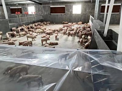 攀枝花市仁和区两个乡镇入选国家农业产业强镇，生猪养殖产业迎来新机遇