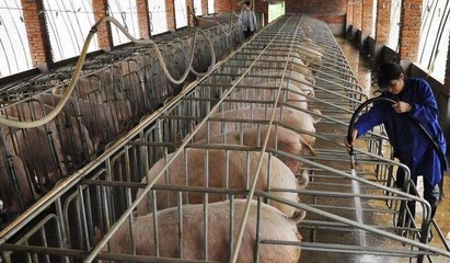 生猪养殖 为何国内猪场生产成绩落后于国外？