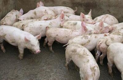 养猪大户有喜有忧 又有谁能懂