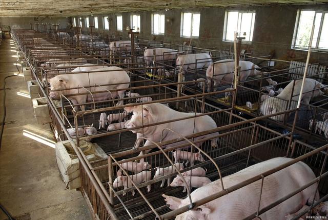 茂名小镇崛起生猪养殖新星 自繁自养模式驱动年产值破亿