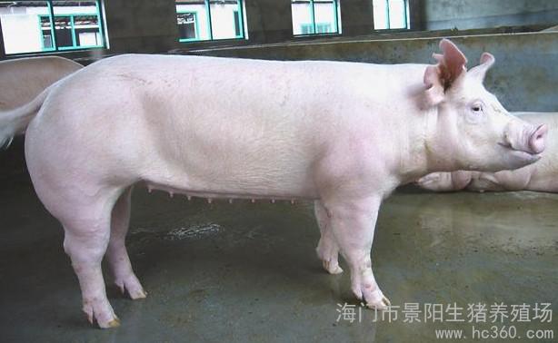 海门市景阳生猪养殖场 专注种猪供应与生猪养殖的专业力量