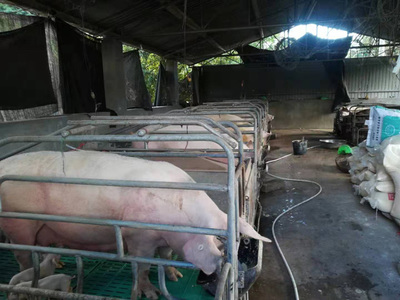 者东镇深入开展生猪养殖大户走访活动，助力产业健康发展