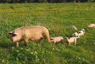 猪瘟疫情扩散，生猪养殖业直面严峻挑战与经济损失